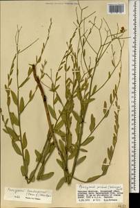 Poacynum pictum (Schrenk) Baill., Mongolia (MONG) (Mongolia)