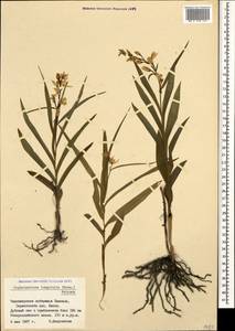 Cephalanthera longifolia (L.) Fritsch, Caucasus, Black Sea Shore (from Novorossiysk to Adler) (K3) (Russia)