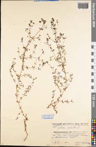 Galium palustre L., Eastern Europe, North Ukrainian region (E11) (Ukraine)