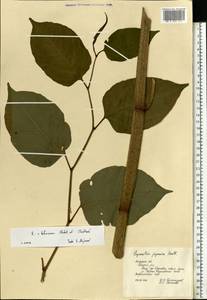 Reynoutria × bohemica Chrtek & Chrtková, Eastern Europe, Central forest-and-steppe region (E6) (Russia)