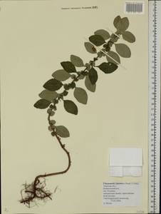 Chaenomeles japonica (Thunb.) Lindl. ex Spach, Eastern Europe, North-Western region (E2) (Russia)