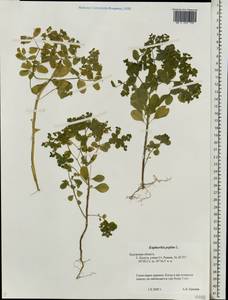 Euphorbia peplus L., Eastern Europe, Central region (E4) (Russia)