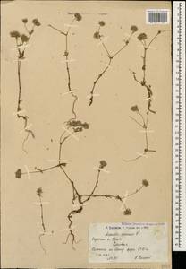 Asperula arvensis L., Caucasus, Armenia (K5) (Armenia)