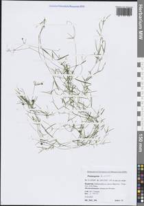 Potamogeton berchtoldii Fieber, Siberia, Baikal & Transbaikal region (S4) (Russia)