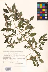 Elsholtzia ciliata (Thunb.) Hyl., Eastern Europe, Moscow region (E4a) (Russia)
