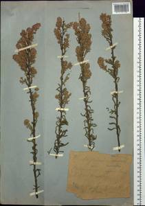 Myricaria davurica (Willd.) Ehrenb., Siberia, Western (Kazakhstan) Altai Mountains (S2a) (Kazakhstan)