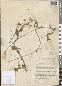 Cardiospermum microcarpum Kunth, South Asia, South Asia (Asia outside ex-Soviet states and Mongolia) (ASIA) (China)