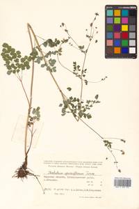 Thalictrum sparsiflorum Turcz. ex Fisch. & C. A. Mey., Siberia, Russian Far East (S6) (Russia)