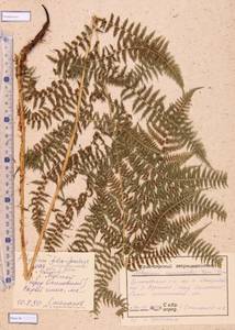 Athyrium monomachii (Kom.) Kom., Siberia, Altai & Sayany Mountains (S2) (Russia)