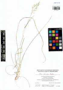 Poa sibirica Roshev., Siberia, Yakutia (S5) (Russia)