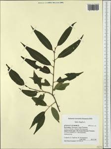 Salix fragilis L., Western Europe (EUR) (Bulgaria)