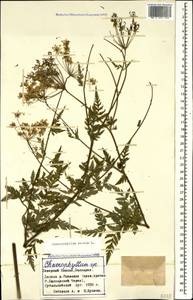 Chaerophyllum aureum L., Caucasus, Stavropol Krai, Karachay-Cherkessia & Kabardino-Balkaria (K1b) (Russia)