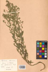 Lepidium affine Ledeb., Siberia, Russian Far East (S6) (Russia)