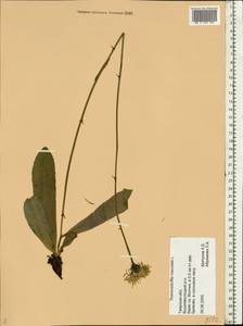 Trommsdorffia maculata (L.) Bernh., Eastern Europe, North-Western region (E2) (Russia)