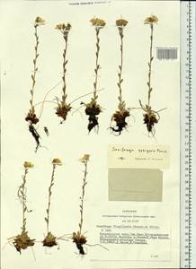 Saxifraga flagellaris subsp. setigera (Pursh) Tolm., Siberia, Altai & Sayany Mountains (S2) (Russia)