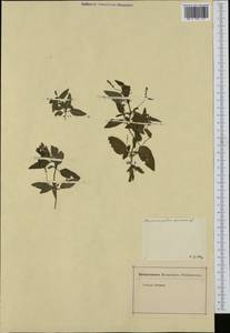 Mercurialis annua L., Botanic gardens and arboreta (GARD) (Germany)