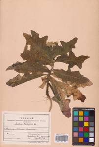 Sonchus brachyotus DC., Siberia, Russian Far East (S6) (Russia)