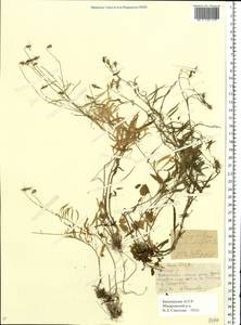 Campanula rotundifolia L., Eastern Europe, Eastern region (E10) (Russia)