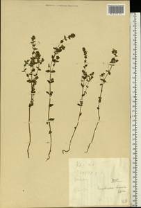 Euphrasia officinalis subsp. officinalis, Eastern Europe, Central region (E4) (Russia)