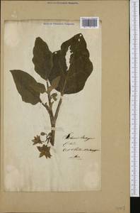Solanum melongena L., Botanic gardens and arboreta (GARD) (Not classified)