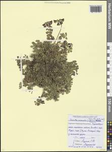 Coronilla orientalis subsp. balansae (Boiss.) Zernov, Caucasus, Stavropol Krai, Karachay-Cherkessia & Kabardino-Balkaria (K1b) (Russia)