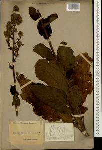 Verbascum pyramidatum M. Bieb., Caucasus, Black Sea Shore (from Novorossiysk to Adler) (K3) (Russia)