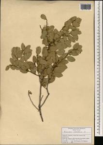 Quercus coccifera L., South Asia, South Asia (Asia outside ex-Soviet states and Mongolia) (ASIA) (Turkey)