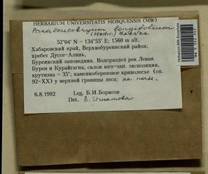 Paraleucobryum longifolium (Ehrh. ex Hedw.) Loeske, Bryophytes, Bryophytes - Russian Far East (excl. Chukotka & Kamchatka) (B20) (Russia)