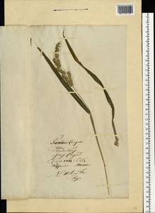 Echinochloa crus-galli (L.) P.Beauv., Eastern Europe, Latvia (E2b) (Latvia)