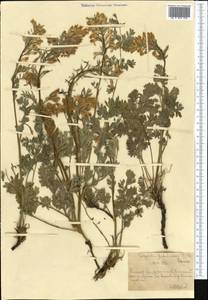 Corydalis gortschakovii Schrenk, Middle Asia, Northern & Central Tian Shan (M4) (Kazakhstan)