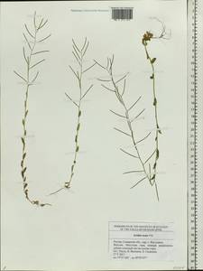 Arabis auriculata Lam., Eastern Europe, Middle Volga region (E8) (Russia)