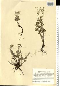 Potentilla argentea L., Eastern Europe, South Ukrainian region (E12) (Ukraine)