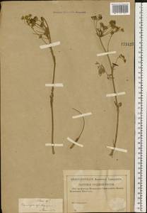 Silaum silaus (L.) Schinz & Thell., Eastern Europe, Middle Volga region (E8) (Russia)