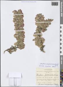 Atraphaxis pungens (M. Bieb.) Jaub. & Spach, Siberia, Altai & Sayany Mountains (S2) (Russia)