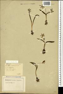 Scilla siberica Andrews, Caucasus, Georgia (K4) (Georgia)