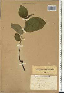 Prunus domestica L., Caucasus, Stavropol Krai, Karachay-Cherkessia & Kabardino-Balkaria (K1b) (Russia)