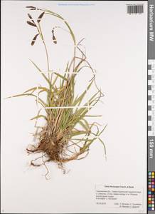 Carex flavocuspis Franch. & Sav., Siberia, Russian Far East (S6) (Russia)