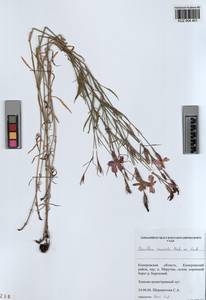 KUZ 004 401, Dianthus chinensis, Siberia, Altai & Sayany Mountains (S2) (Russia)