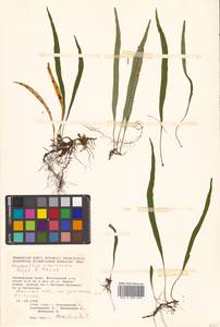 Lepisorus ussuriensis (Regel & Mack.) Ching, Siberia, Russian Far East (S6) (Russia)