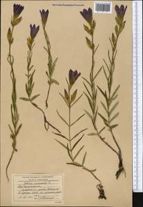 Gentiana pneumonanthe L., Middle Asia, Northern & Central Kazakhstan (M10) (Kazakhstan)