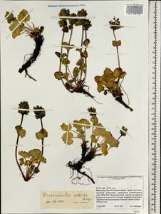 Dracocephalum imberbe Bunge, Mongolia (MONG) (Mongolia)