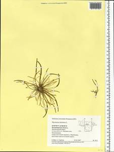 Myosurus minimus L., Eastern Europe, Central region (E4) (Russia)
