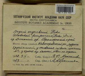 Bryum argenteum Hedw., Bryophytes, Bryophytes - Russian Far East (excl. Chukotka & Kamchatka) (B20) (Russia)