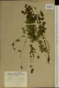 Poterium sanguisorba L., Eastern Europe, South Ukrainian region (E12) (Ukraine)