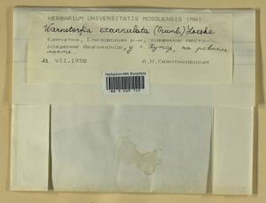Sarmentypnum exannulatum (Schimp.) Hedenäs, Bryophytes, Bryophytes - Chukotka & Kamchatka (B21) (Russia)