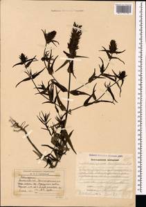 Melampyrum caucasicum Bunge, Caucasus, Armenia (K5) (Armenia)