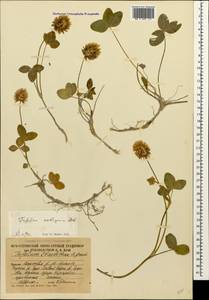 Trifolium ambiguum M.Bieb., Caucasus, South Ossetia (K4b) (South Ossetia)