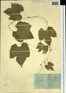 Ampelopsis glandulosa var. brevipedunculata (Maxim.) Momiy., Siberia, Russian Far East (S6) (Russia)