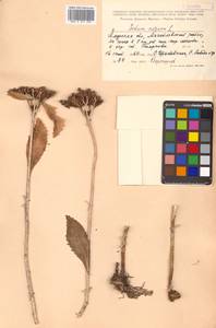 Phedimus aizoon (L.) 't Hart, Siberia, Russian Far East (S6) (Russia)