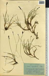 Carex bigelowii subsp. dacica (Heuff.) T.V.Egorova, Siberia, Western Siberia (S1) (Russia)